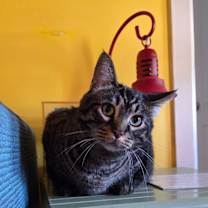 Thumbnail photo of Partoli #2