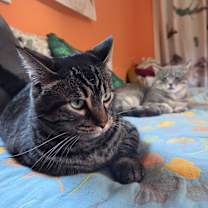 Thumbnail photo of Partoli #3