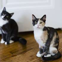 Thumbnail photo of Thelma & Louise #1