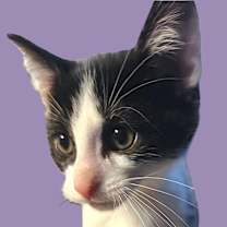 Thumbnail photo of Lily #1