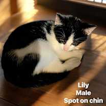 Thumbnail photo of Lily #3