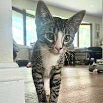 adopt-pet