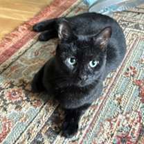 Thumbnail photo of Saffron #1