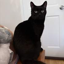 Thumbnail photo of Saffron #2