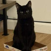 Thumbnail photo of Saffron #3