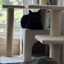 Thumbnail photo of Saffron #4