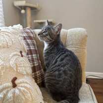 Thumbnail photo of Pugsley #2