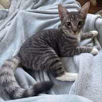 Thumbnail photo of Pugsley #4