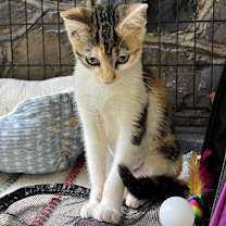 Thumbnail photo of Sybil #3