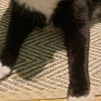 Thumbnail photo of Enyo #1