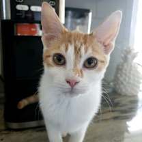 Thumbnail photo of Ginger 3 #1