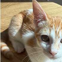 Thumbnail photo of Ginger 3 #2