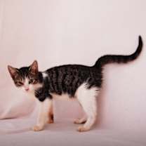 Thumbnail photo of Swiftpaw #1