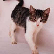 Thumbnail photo of Swiftpaw #2