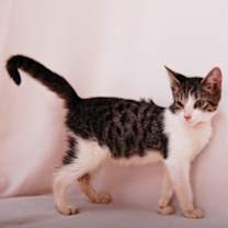 Thumbnail photo of Swiftpaw #3