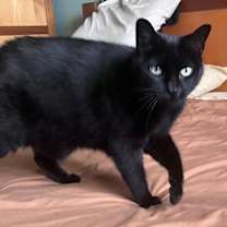 Thumbnail photo of Choupette #1