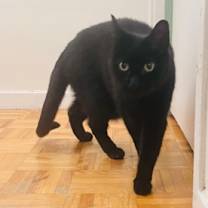 Thumbnail photo of Choupette #3