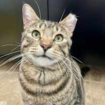 Thumbnail photo of Simon #1