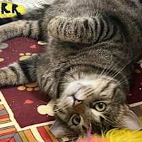 Thumbnail photo of Simon #2