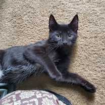 Thumbnail photo of Rue (Lilac Kit) #3