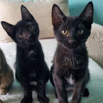 Thumbnail photo of Rue (Lilac Kit) #4