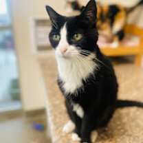 Thumbnail photo of Harrah #1