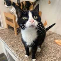 Thumbnail photo of Harrah #2