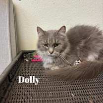Thumbnail photo of Dolly #2