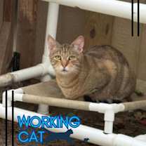 Thumbnail photo of Snorkle #1