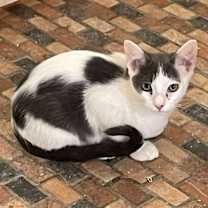 Thumbnail photo of Willie #1