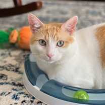 Thumbnail photo of DJ Mittens #1