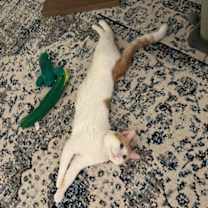 Thumbnail photo of DJ Mittens #3