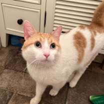 Thumbnail photo of DJ Mittens #4