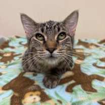 Thumbnail photo of Gucci #3