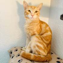 Thumbnail photo of Cheeto #1