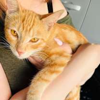 Thumbnail photo of Cheeto #2