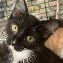 Thumbnail photo of Amy #1