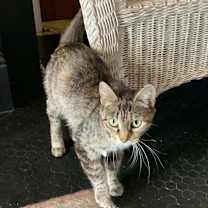 Thumbnail photo of Marinara #2