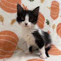 Thumbnail photo of Charcoal #3