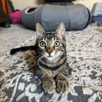 Thumbnail photo of Cacio #1