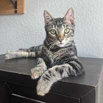 Thumbnail photo of Cacio #2