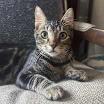 Thumbnail photo of Cacio #3