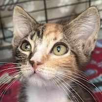 Thumbnail photo of Patsy #2