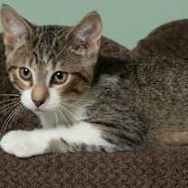 Thumbnail photo of Draco #1