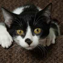 Thumbnail photo of Amelia #1