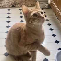 Thumbnail photo of Clementine #1