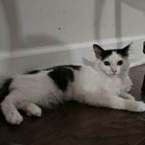 Thumbnail photo of Thyme #3