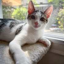 Thumbnail photo of Samir Rami or Jad #1