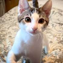 Thumbnail photo of Samir Rami or Jad #3