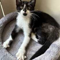 Thumbnail photo of Jad, Rami or Samir #1